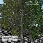 EW Maple Trees