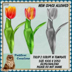 Tulips 2 Script
